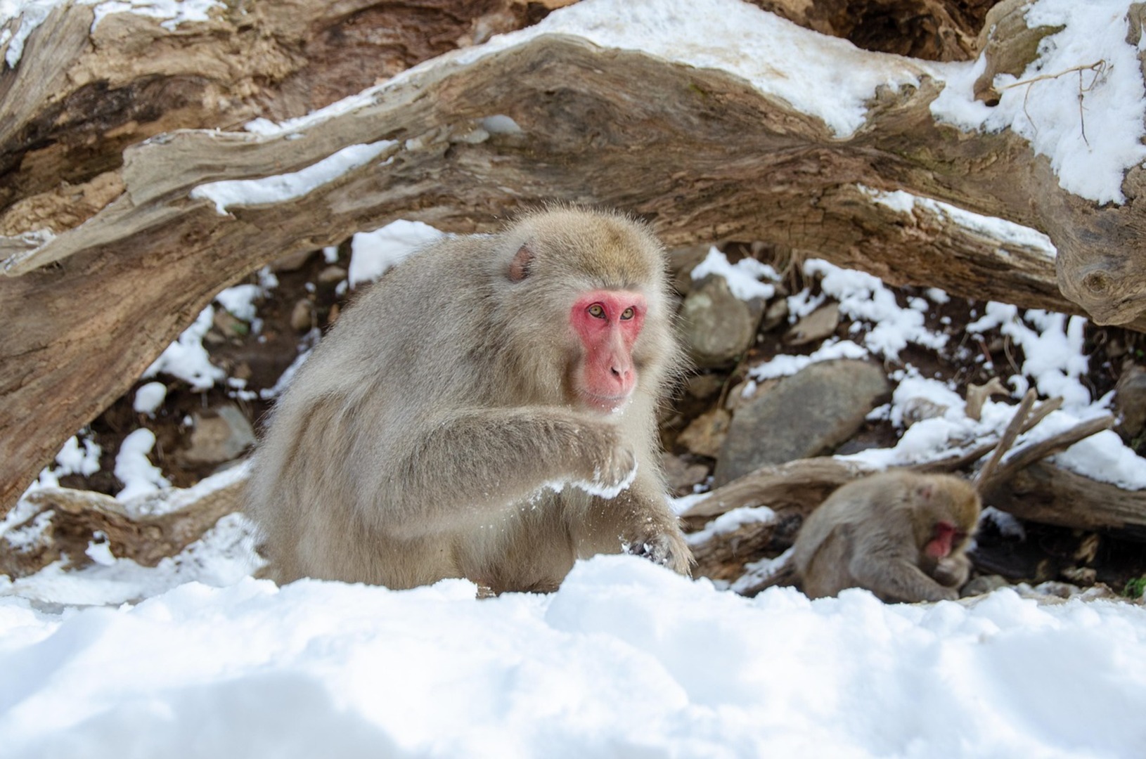 Japanese Macaques